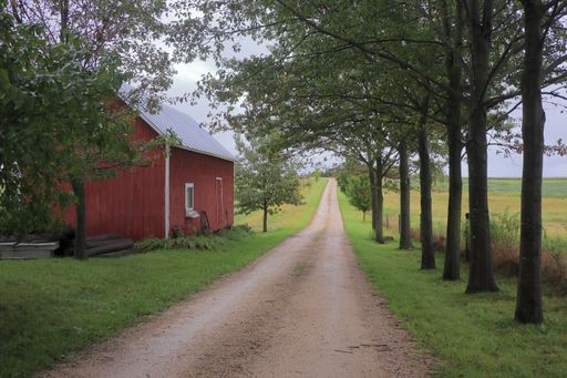 A red farm shed sits next to a road bordered on the other side by a row of trees. Midwestern United States. Green grass, dirt road, trees, cloudy afte