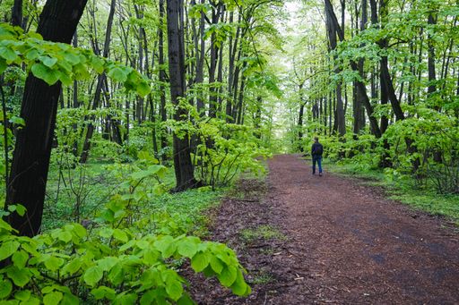 A wide shot of a man taking a stroll on a pathway in the middle of a forest full of trees