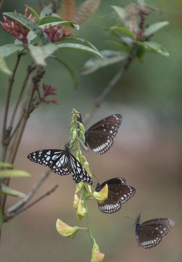 Cute beautiful butterflies flying around and resting on small yellow spring flowers