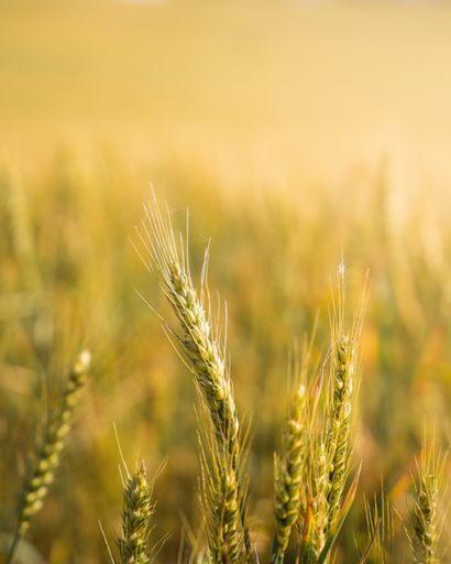 A vertical shot of wheat spikes in an agricultural field