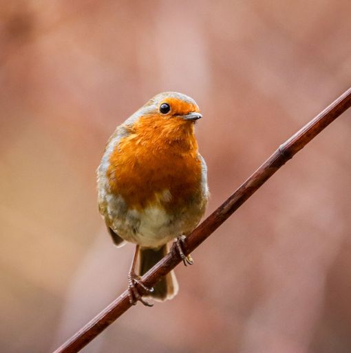 A robin bird perched on a thin branch in a lush forest environment.