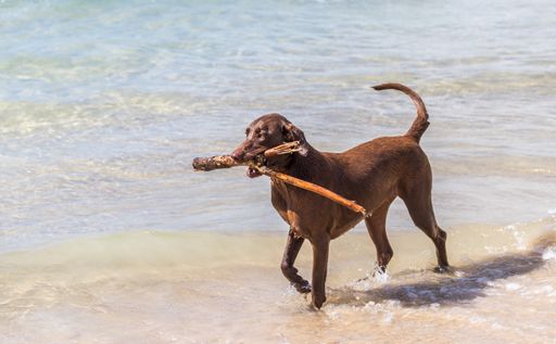 A brown dog carrying a stick at the beac