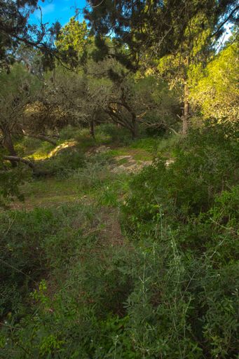 Aleppo pine Pinus halepensis woodland with lentisk Pistacia lentiscus undergrowth and sunlit patches, Buskett, Malta, Mediterranean.