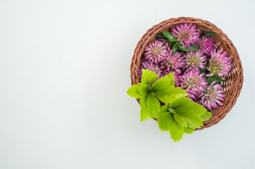 A top view of fresh red clover flowers with leaves on a basket isolated on white background