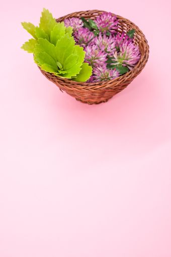 A vertical shot of fresh red clover flowers with leaves on a basket isolated on pink background