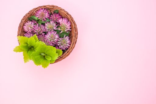 A top view of red clovers in a basket on a pink surface with space for text