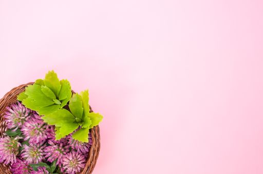 A top view of fresh red clover flowers with leaves on a basket isolated on pink background