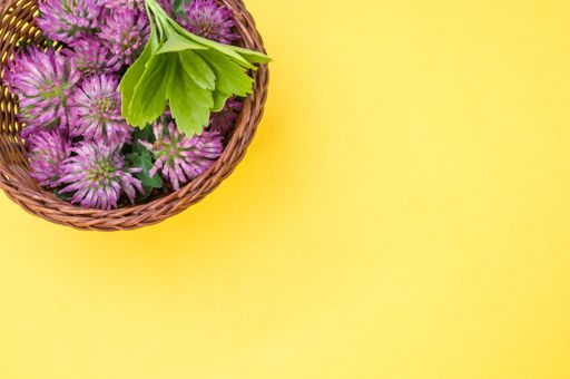 A top view of fresh red clover flowers with leaves on a basket isolated on yellow background