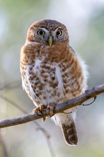 An owl perched on a thin, bare tree branch in a wooded area.