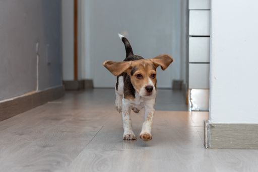 A selective focus shot of a beagle puppy running around the house