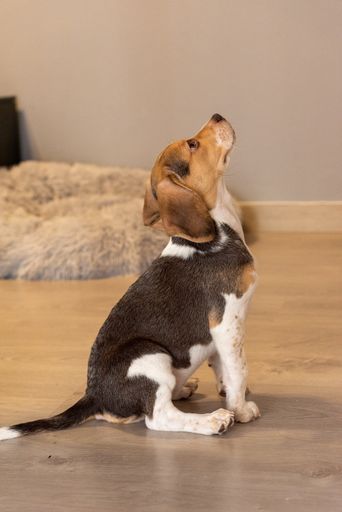 A selective focus shot of a beagle puppy sitting on the floor