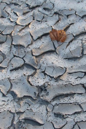 A vertical shot of a dry orange leaf on a cracked stone ground with sunlight falling on it during sunset