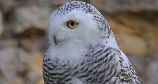 A white owl with bright yellow eyes perched atop a rocky outcrop in a natural outdoor setting.