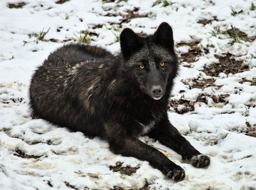 A black wolf resting on the ground in a wintery park, covered in a blanket of snow