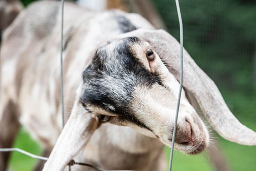 A white goat against a wire fence