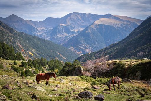 Two beautiful horses standing in a lush meadow near majestic mountains, illuminated by a cloudy sky