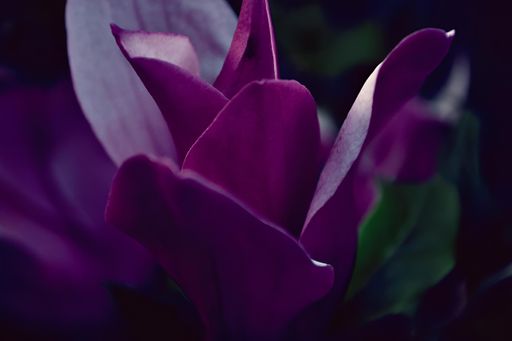 When you emerge deep into the flowers beauty, you'll discover a hidden secret.