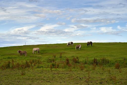 A beautiful shot of horses grazing on the hillside close to the Atlantic Ocean Road in Norway