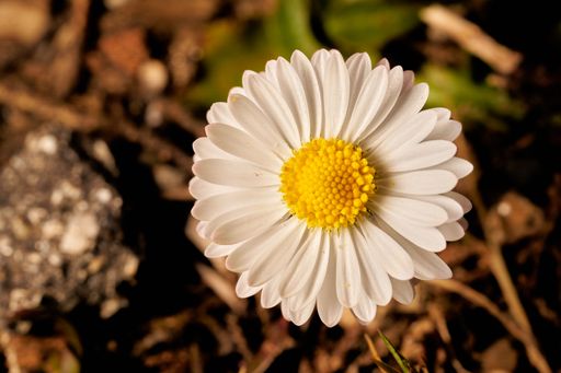 An isolated white chamomile flower blooming against a backdrop of gray rocks