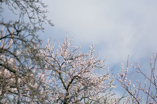 The blossomed white flowers on the branches of the tree against the blue sky