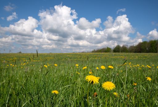 A beautiful landscape with dandelion flowers in the field at springtime, Bergisches Land, Germany