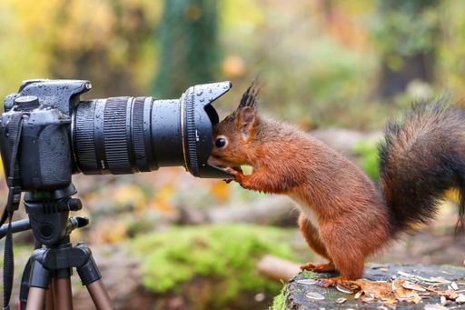 An adorable squirrel perched on the ground next to a professional camera, looking directly into the lens