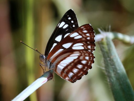 A closeup image of a stunning brown and white butterfly resting on a green plant in the summer sun