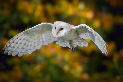 A majestic owl soaring through the air, silhouetted against a backdrop of foliage.