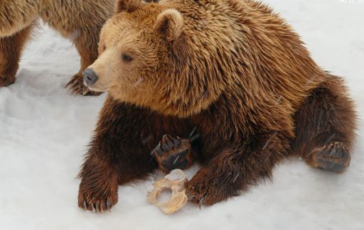 The two bears frolicking in the snow in a winter wonderland.