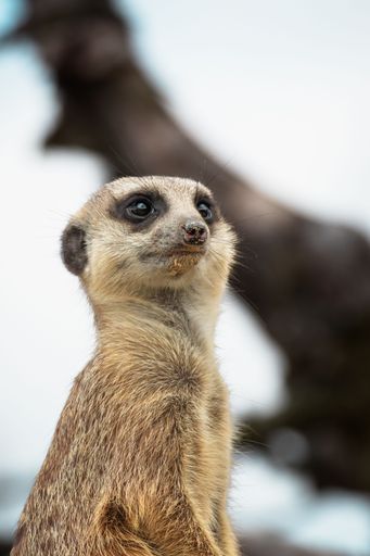 A meerkat standing atop a tree looking out, its small paws resting on the tree trunk