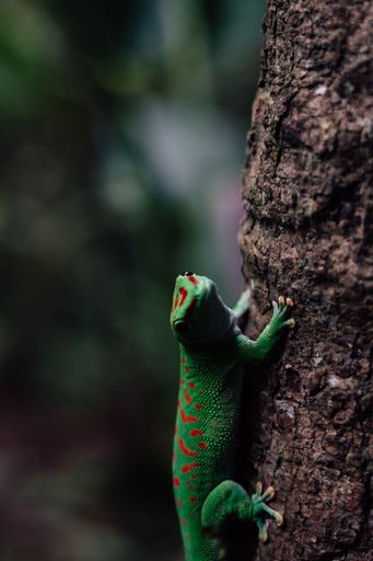 A close up of a green-colored Greater Madagascar gecko lizard perched on a tree branch