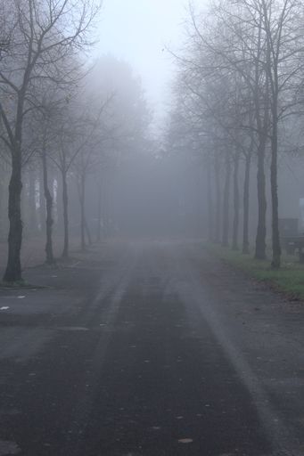 An empty road with rows of leafless trees hidden in the fog