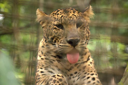 A magnificent leopard sitting in a relaxed position, its long pink tongue hanging out of its mouth
