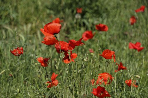 A closeup of red poppy flowers under bright sunlight in a field of grass on a blurred background