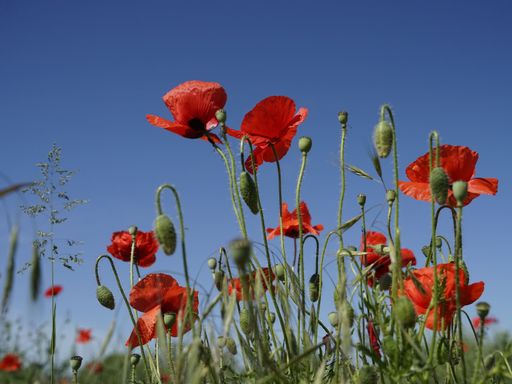 A low angle shot of vibrant red poppies under a clear sky with flower buds around in a field