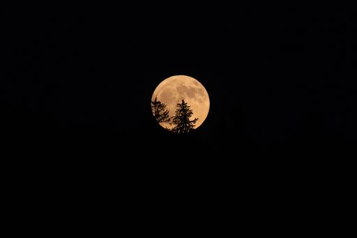A tranquil and mystical night sky filled with the bright light of the full moon, shining above a silhouetted forest of tall trees