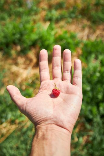 A vertical shot of a person's hand with a single raspberry on its palm