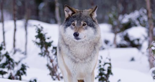 A majestic gray wolf strutting in a wintry landscape, surrounded by snow-covered trees
