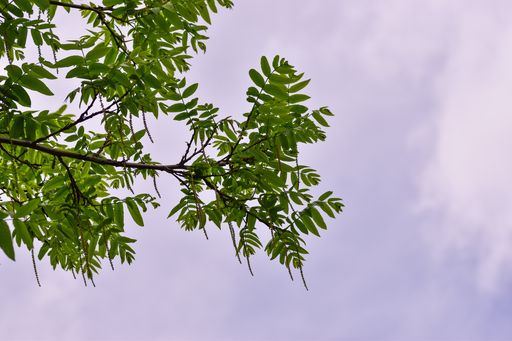 A low angle shot green leaves on tree branches against a white sky with space for your text
