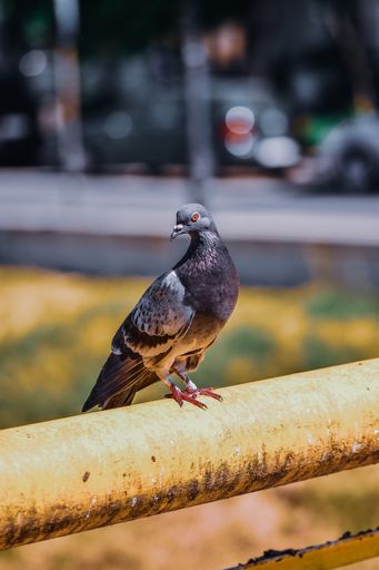 A vertical shot of a pigeon perched on a pole