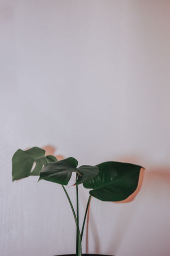A vertical shot of Monstera gourmet plant in a pot against a wall with copyscape
