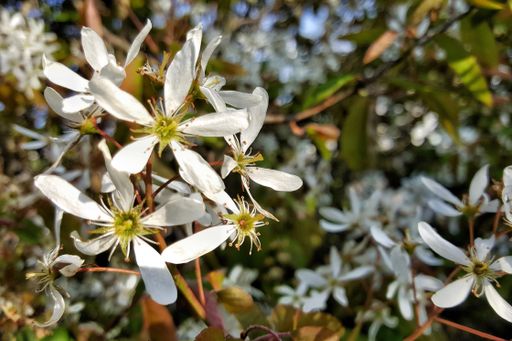 A closeup shot of blooming Clematis armandii flowers