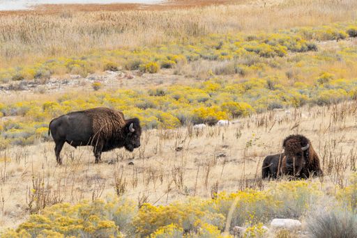 A beautiful closeup view of a bison standing in the middle of the field