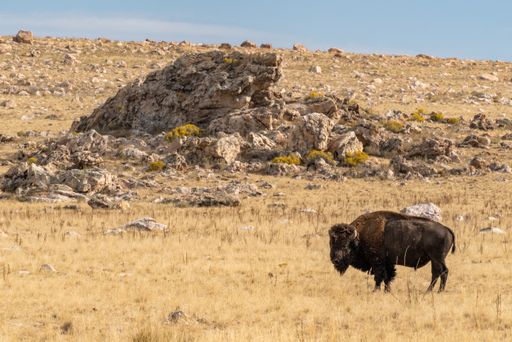 A beautiful closeup view of a bison standing in the middle of the field