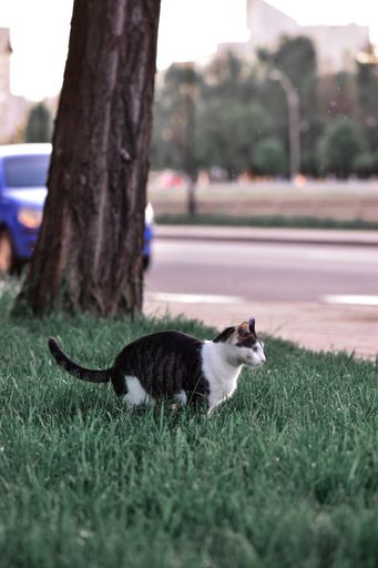 A vertical shot of a black and white cute cat on the green grass against a street background