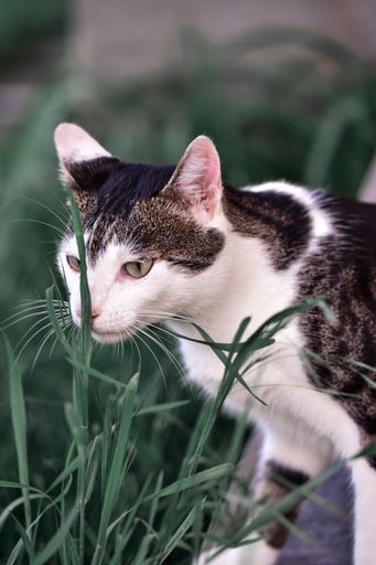 A vertical shot of a white and gray cat walking on green grass
