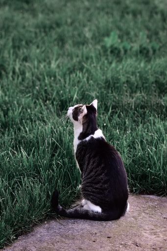 A vertical shot of a black and white cute cat in the green garden