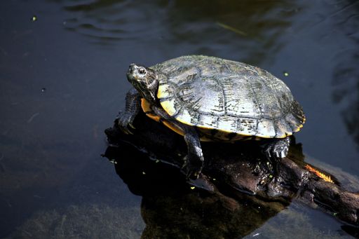 A green sea turtle perched atop a log floating in a tranquil body of water.