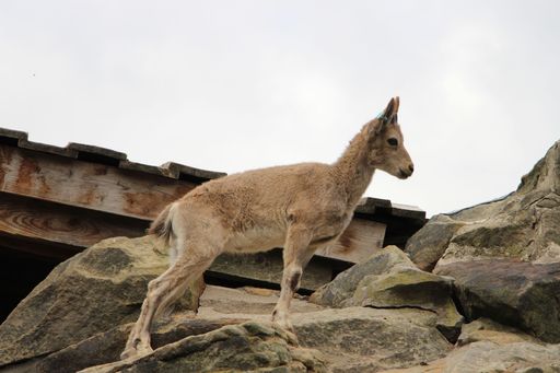 A low angle shot of a brown goat atop a pile of brown rocks