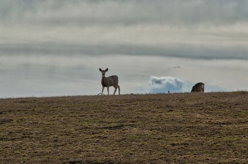 The doe standing on the hill against the cloudy sky